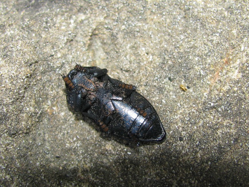 Buprestidae da identificare: Capnodis tenebricosa