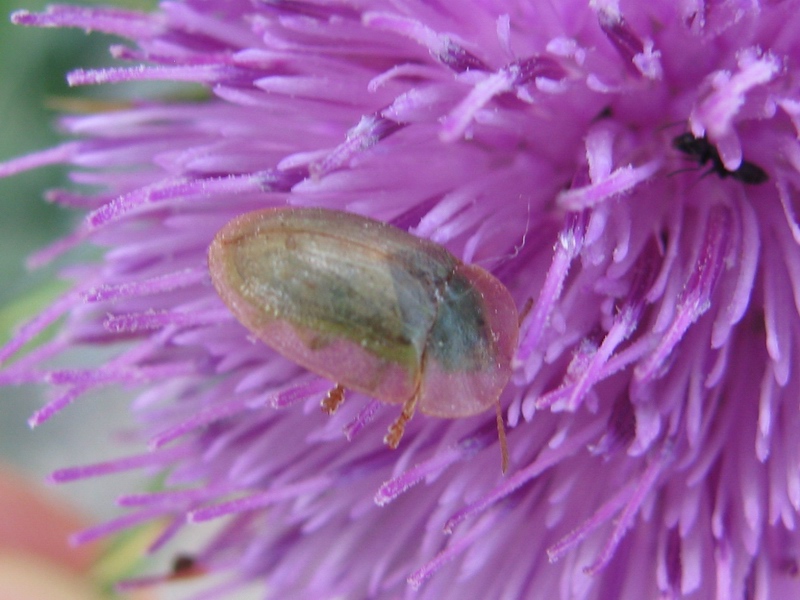 Cassida da identificare: Cassida deflorata