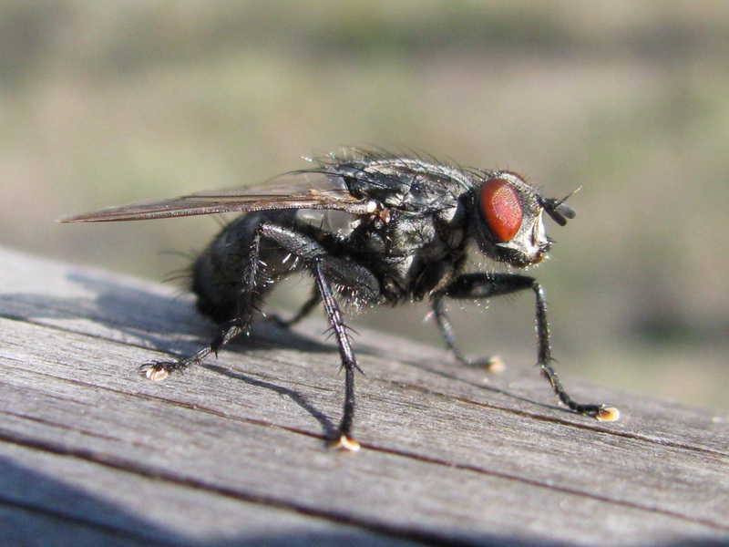 Sarcophaga sp. (Sarcophagidae)