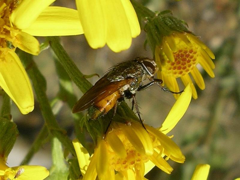 Rhyncomya sp. (Calliphoridae)