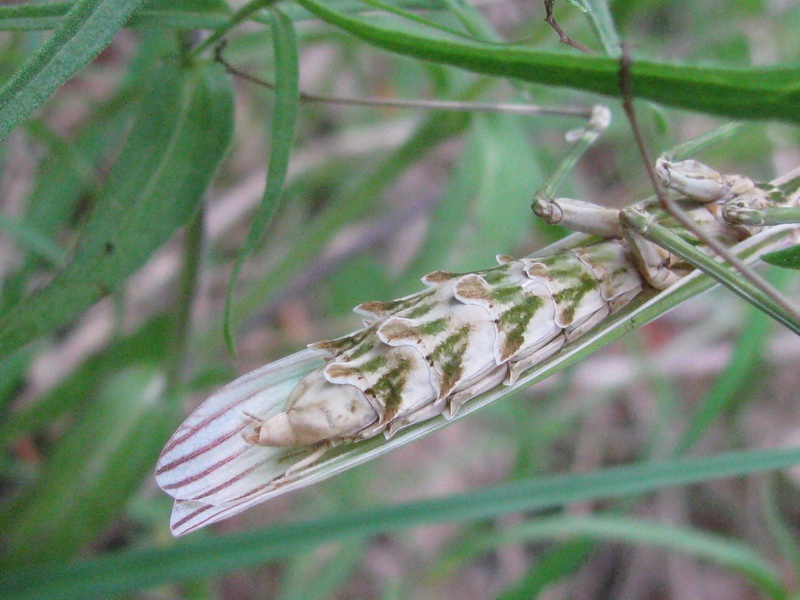 Empusidae? Empusa pennata