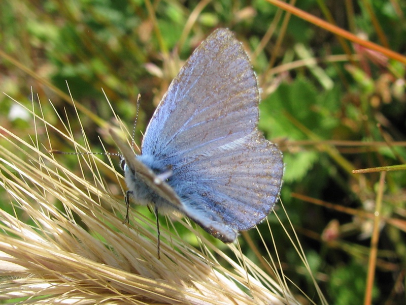 Sequenza - Polyommatus sp.