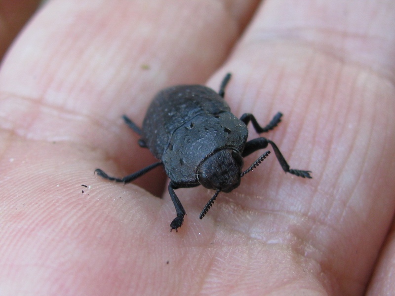 Buprestidae da identificare: Capnodis tenebricosa