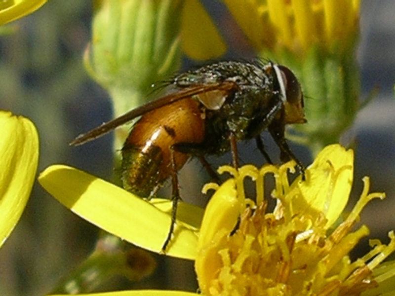 Rhyncomya sp. (Calliphoridae)