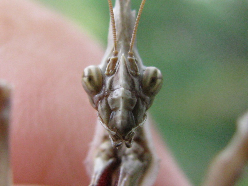Empusidae? Empusa pennata