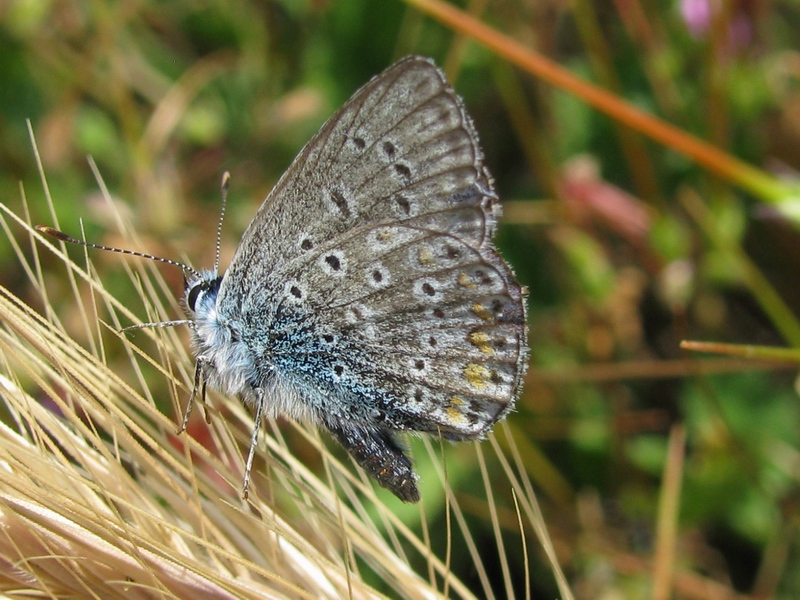 Sequenza - Polyommatus sp.