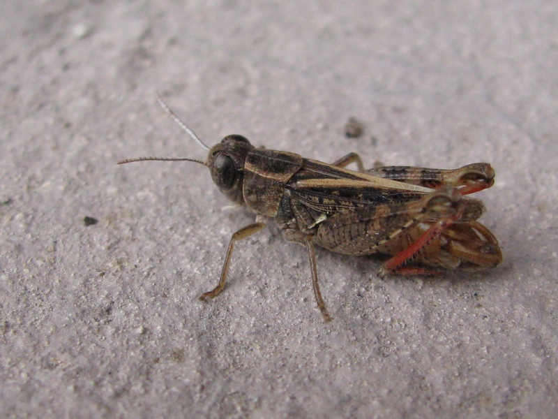 Calliptamus sp. (Acrididae)