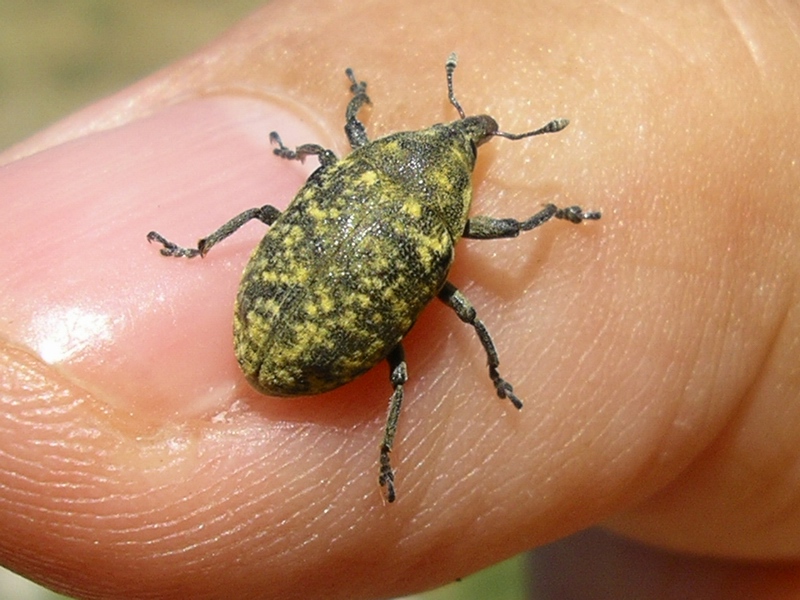 Curculionidi del Molise