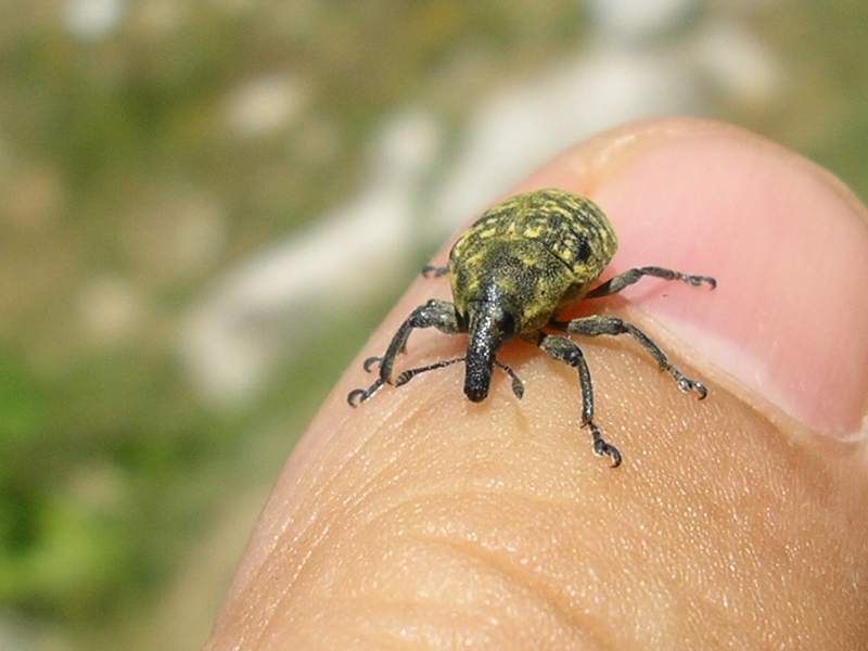 Curculionidi del Molise