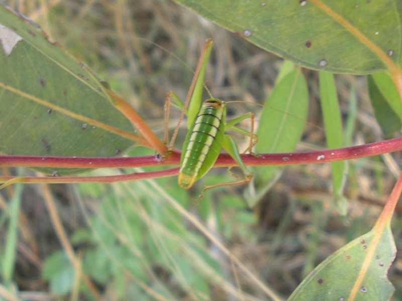 Poecilimon jonicus superbus (Phaneropteridae)