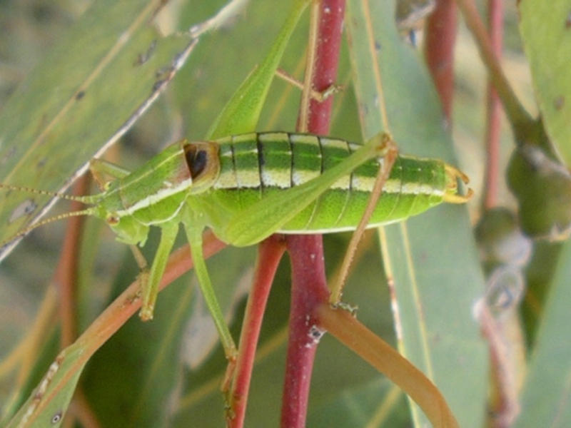 Poecilimon jonicus superbus (Phaneropteridae)