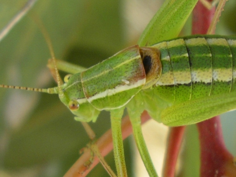 Poecilimon jonicus superbus (Phaneropteridae)