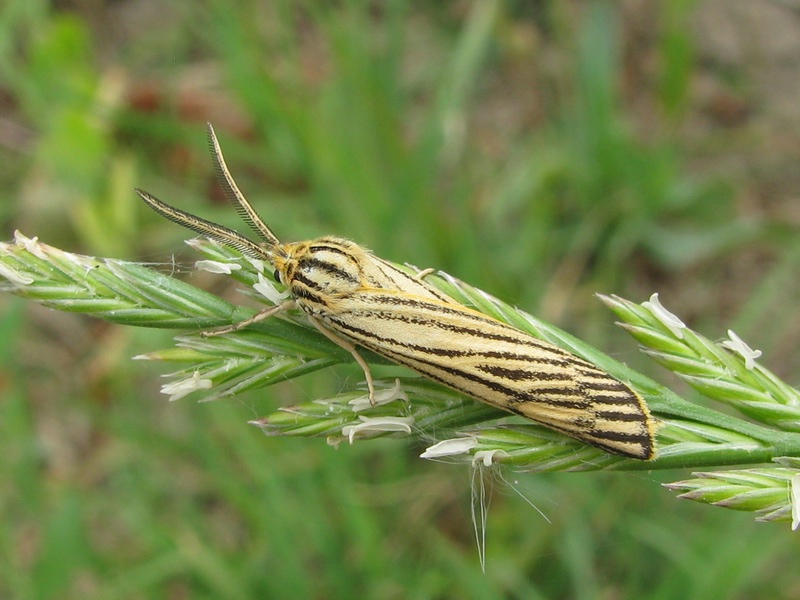 Coscinia striata