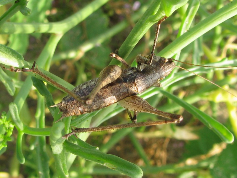 Rhacocleis neglecta (Tettigoniidae)