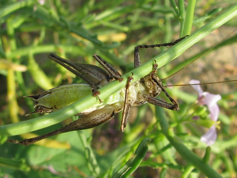 Rhacocleis neglecta (Tettigoniidae)
