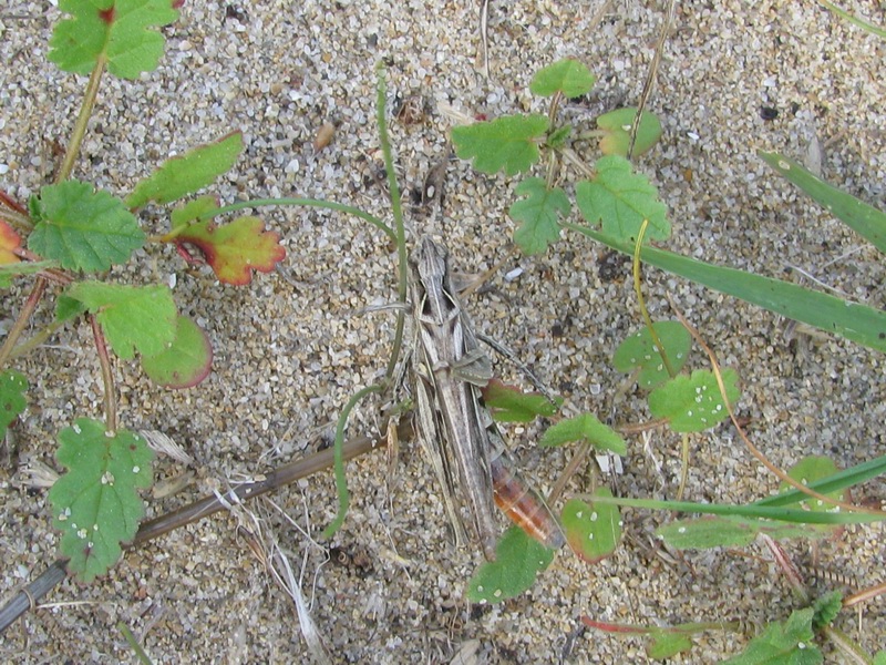 Rhacocleis neglecta (Tettigoniidae)