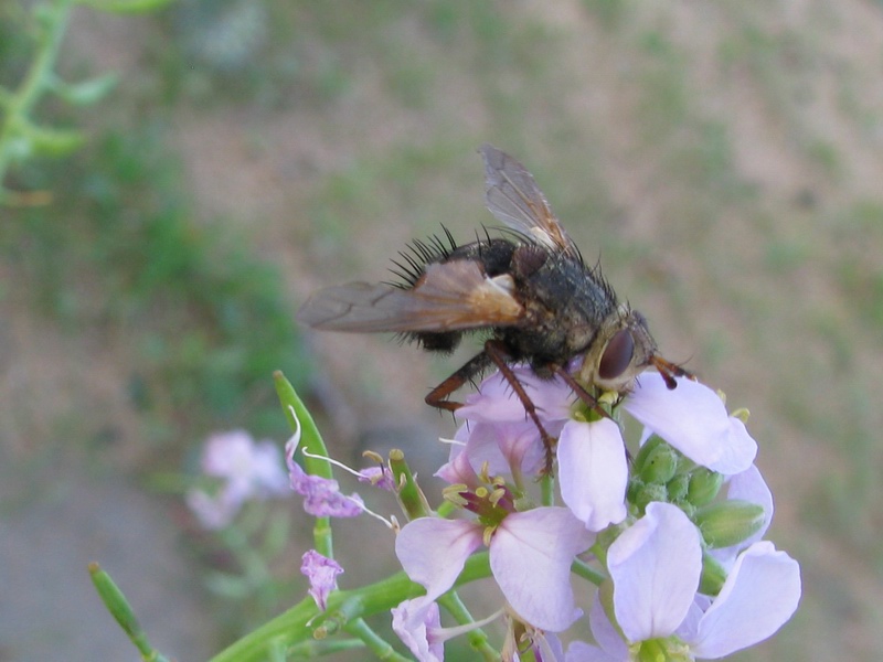 Tachina sp. (Tachinidae)