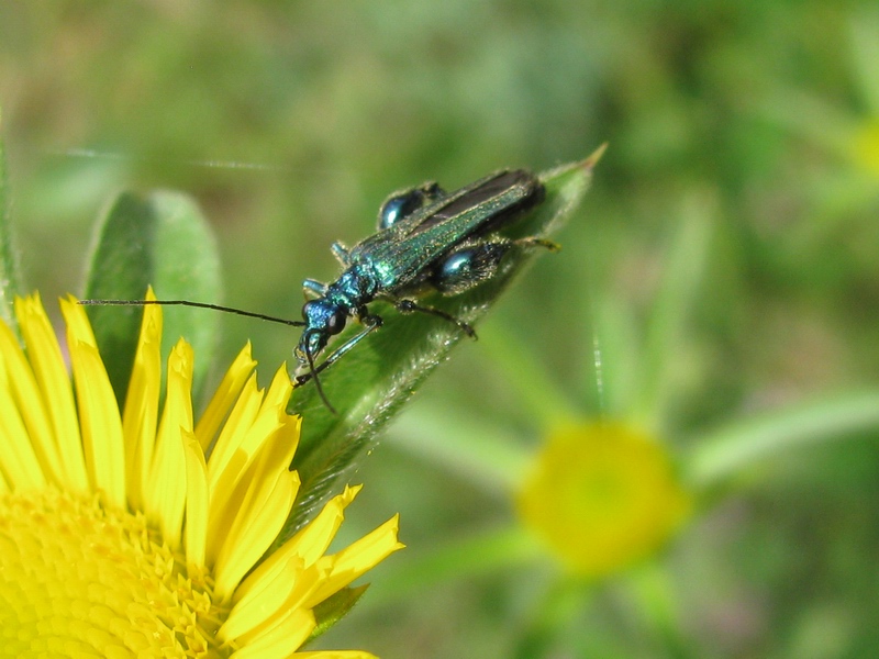 Coleotteri da identificare