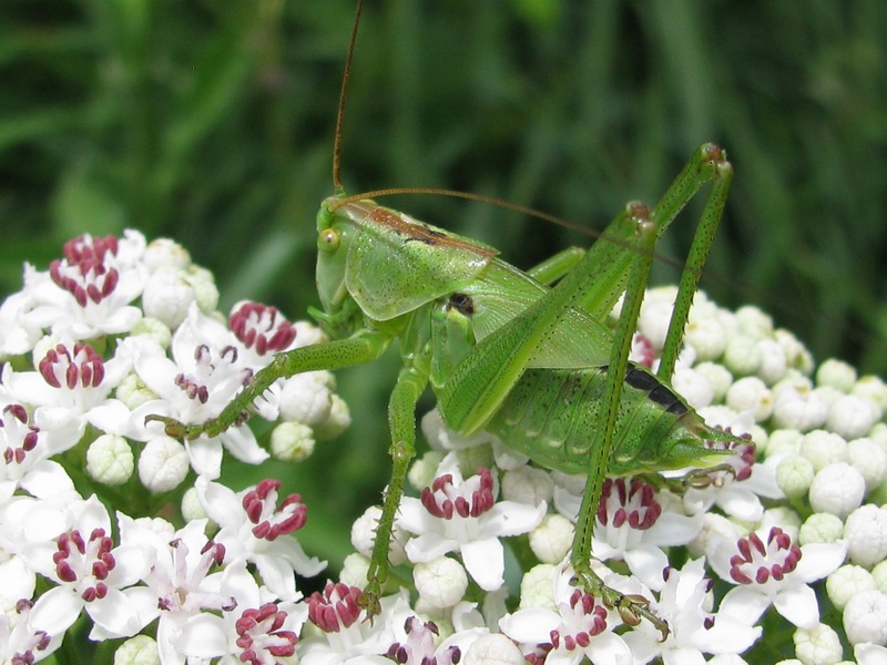 Carrellata