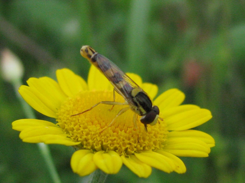 Sphaerophoria scripta M. (Syrphidae)