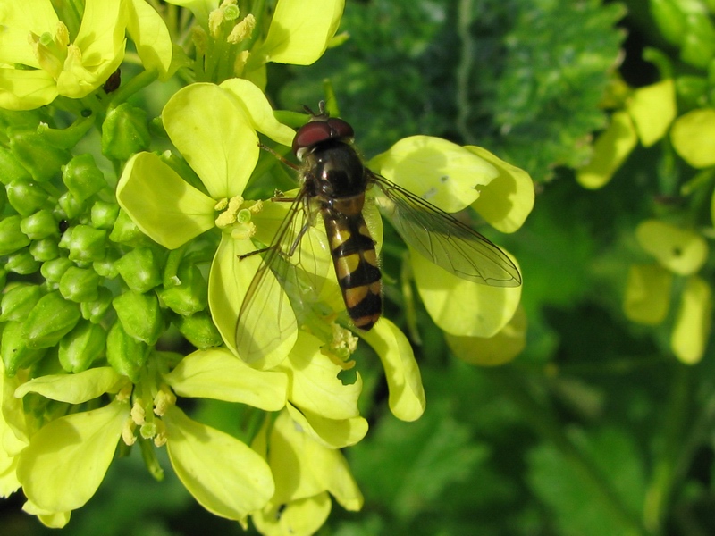 Meliscaeva auricollis M (Syrphidae).