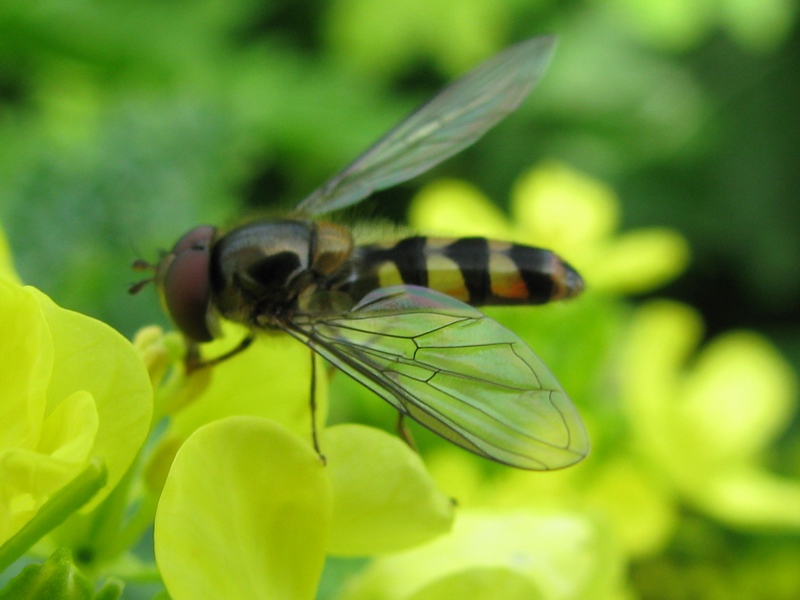 Meliscaeva auricollis M (Syrphidae).