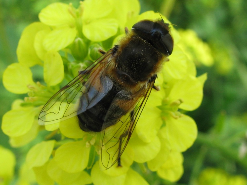 Eristalis similis F (Syrphidae)