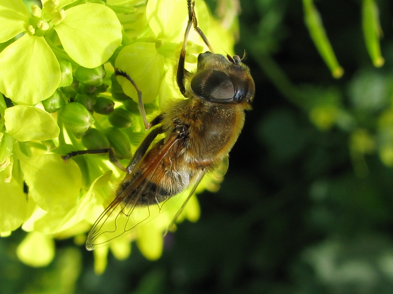Eristalis similis F (Syrphidae)