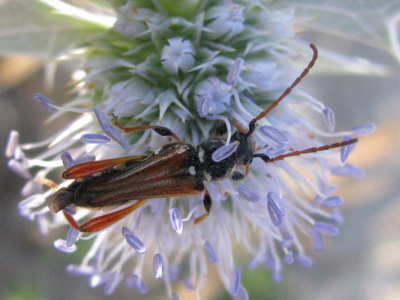 Coleotteri da identificare