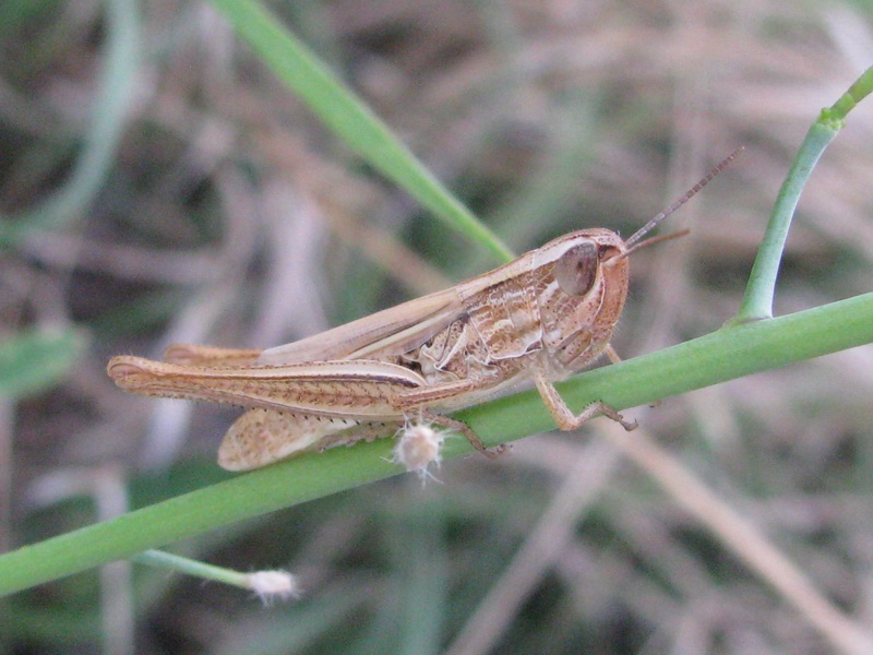 Carrellata