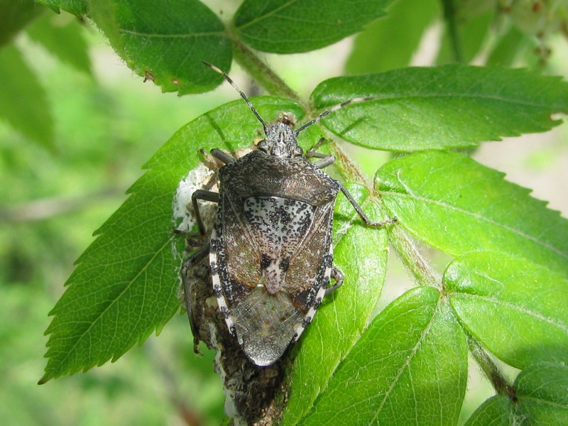 Pentatomidae: Rhaphigaster nebulosa del Molise