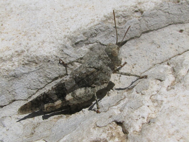 Carrellata