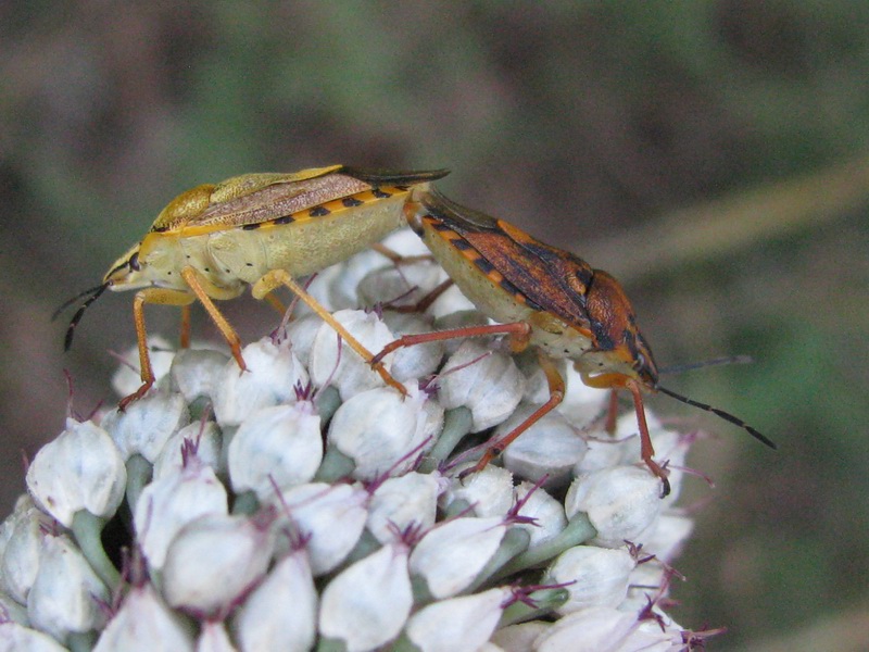 Dimorfismo sessuale, variabilit della specie o incrocio?