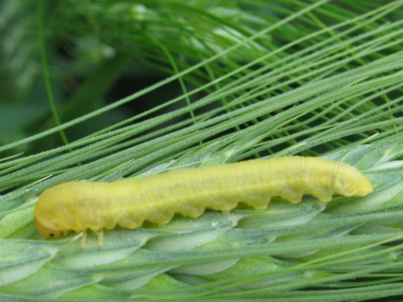 Larva da identificare (Symphita)