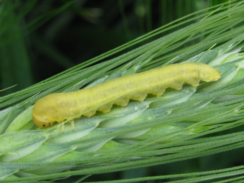 Larva da identificare (Symphita)