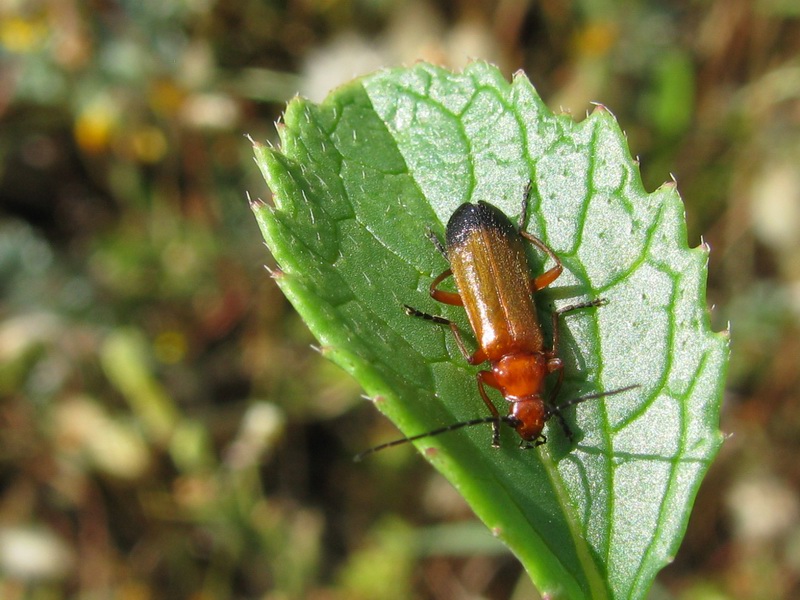 Coleotteri da identificare