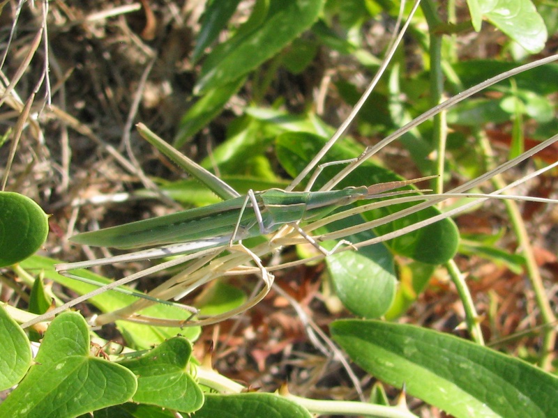 Acrida ungarica mediterranea