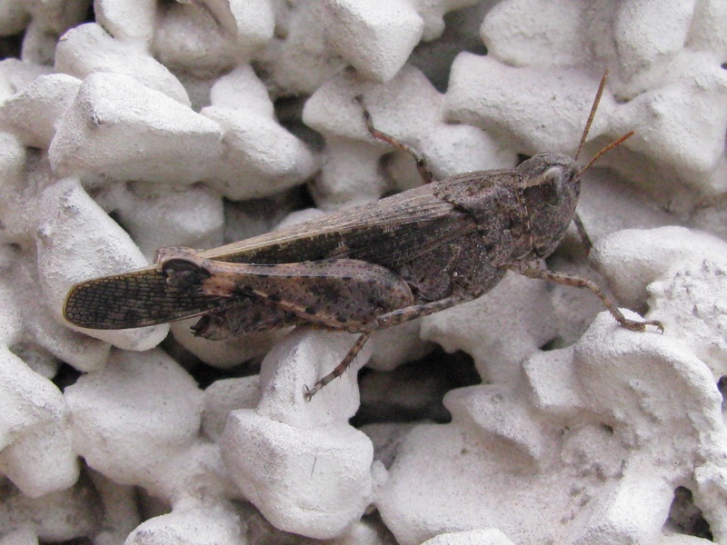 Aiolopus strepens