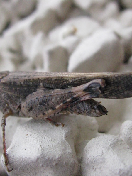 Aiolopus strepens