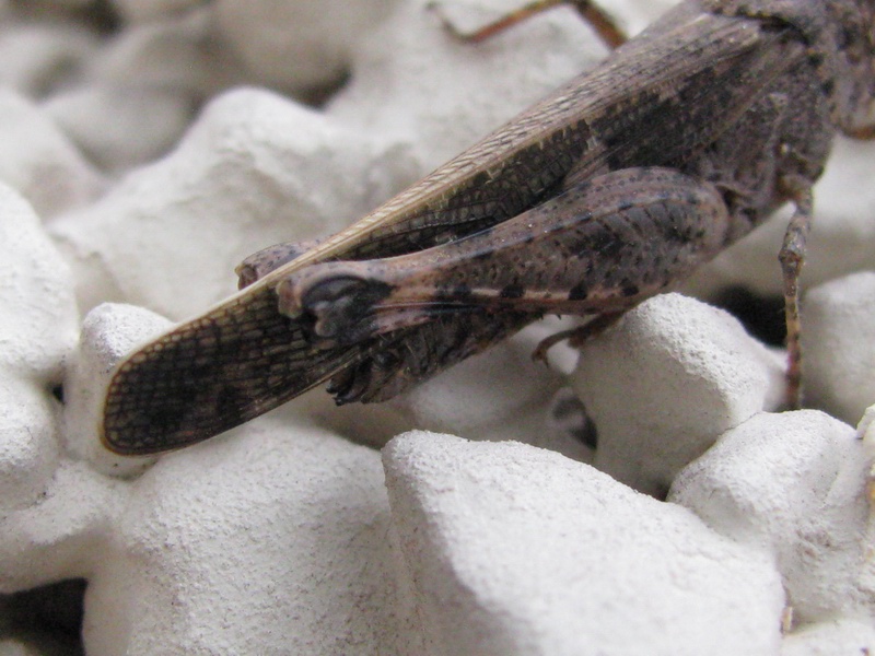 Aiolopus strepens