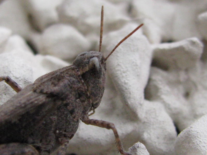 Aiolopus strepens