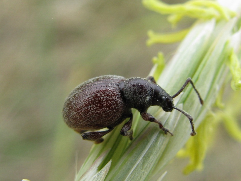 Coleotteri da identificare