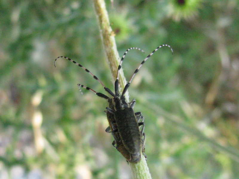 Cerambicidi da identificare