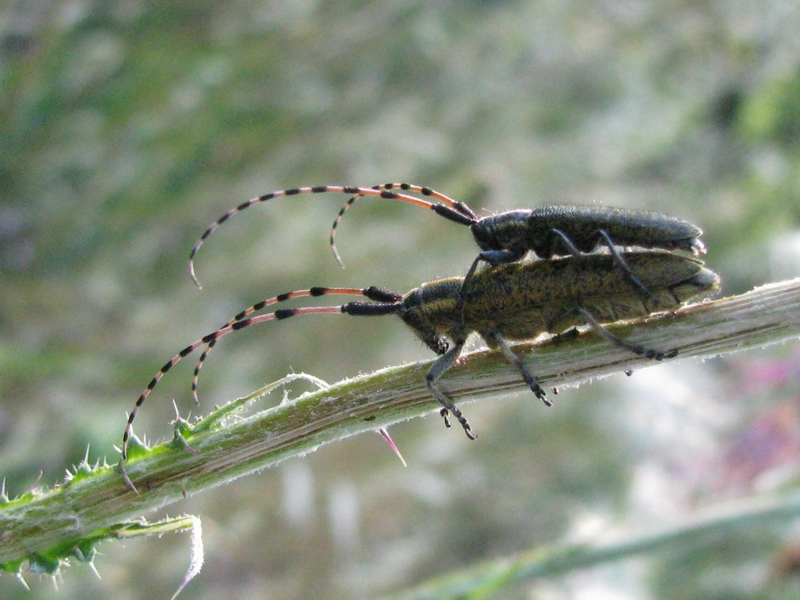 Cerambicidi da identificare