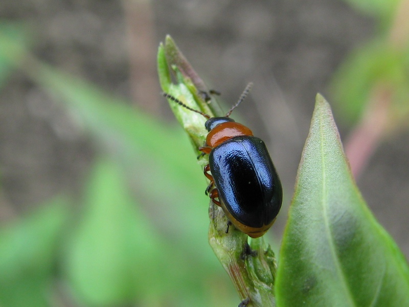 Coleotteri da identificare