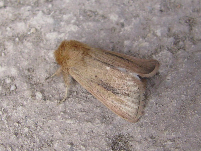 Lepidottero in cerca di nome.