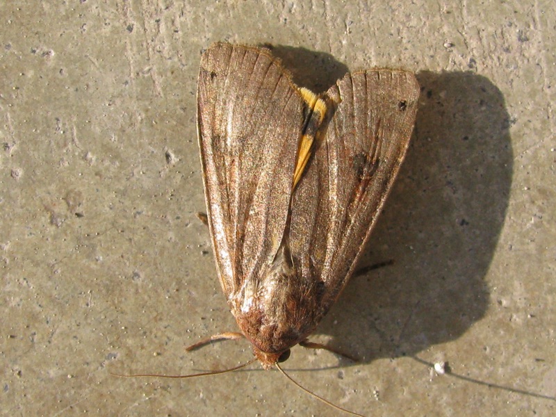 Noctua pronuba