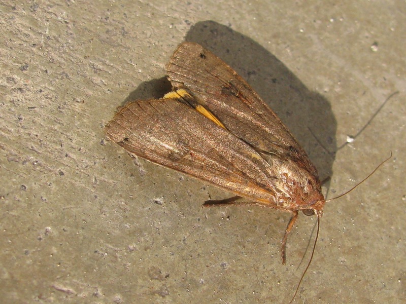 Noctua pronuba