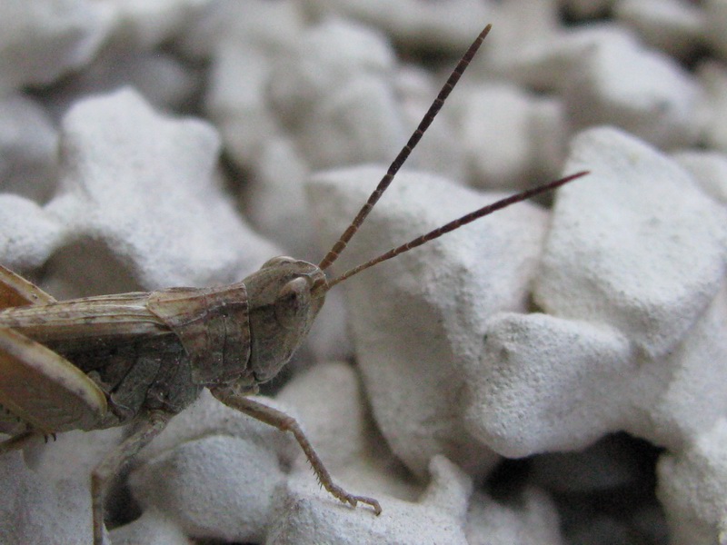 Acrididae Gomphocerinae