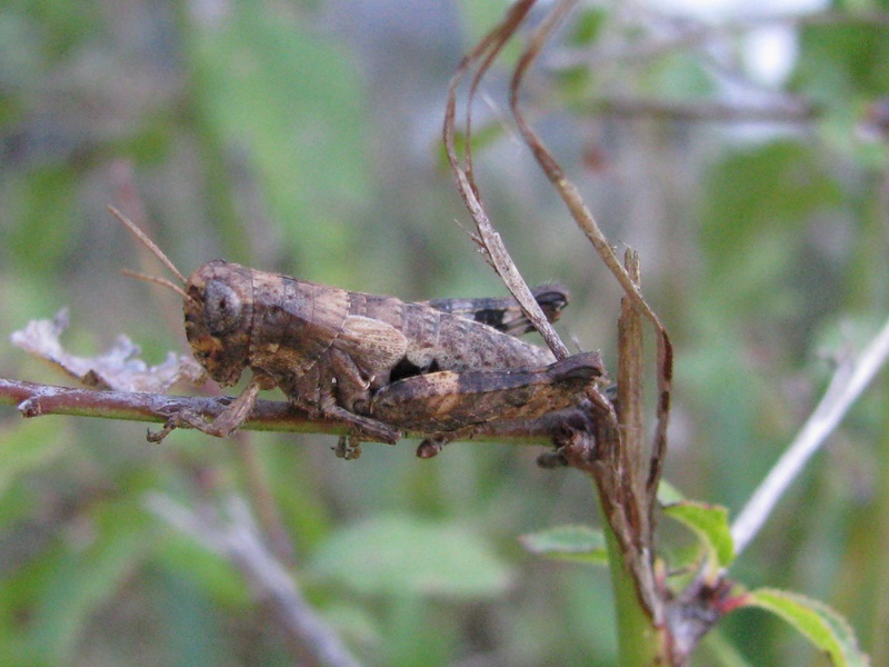 Pezotettix giornae